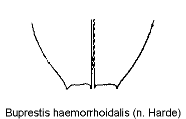 buprestis_haemorrhoidalis_fld.gif