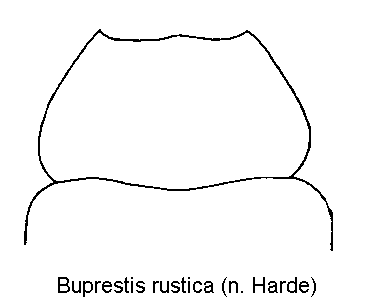 buprestis_rustica_hsch.gif