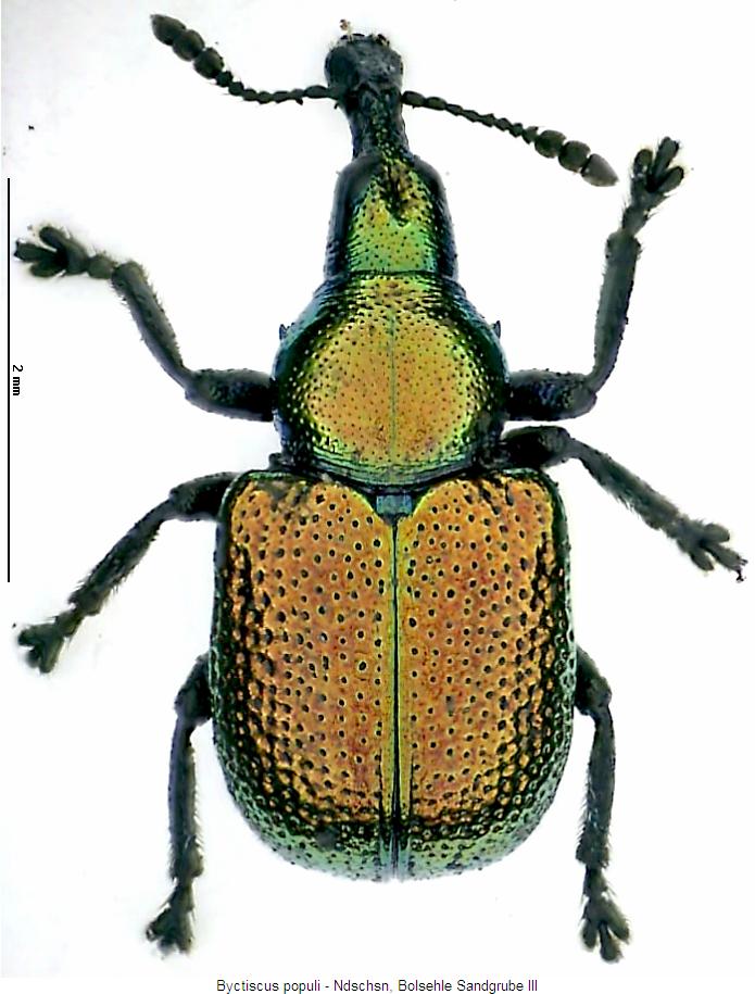 byctiscus_populi_hab.jpg