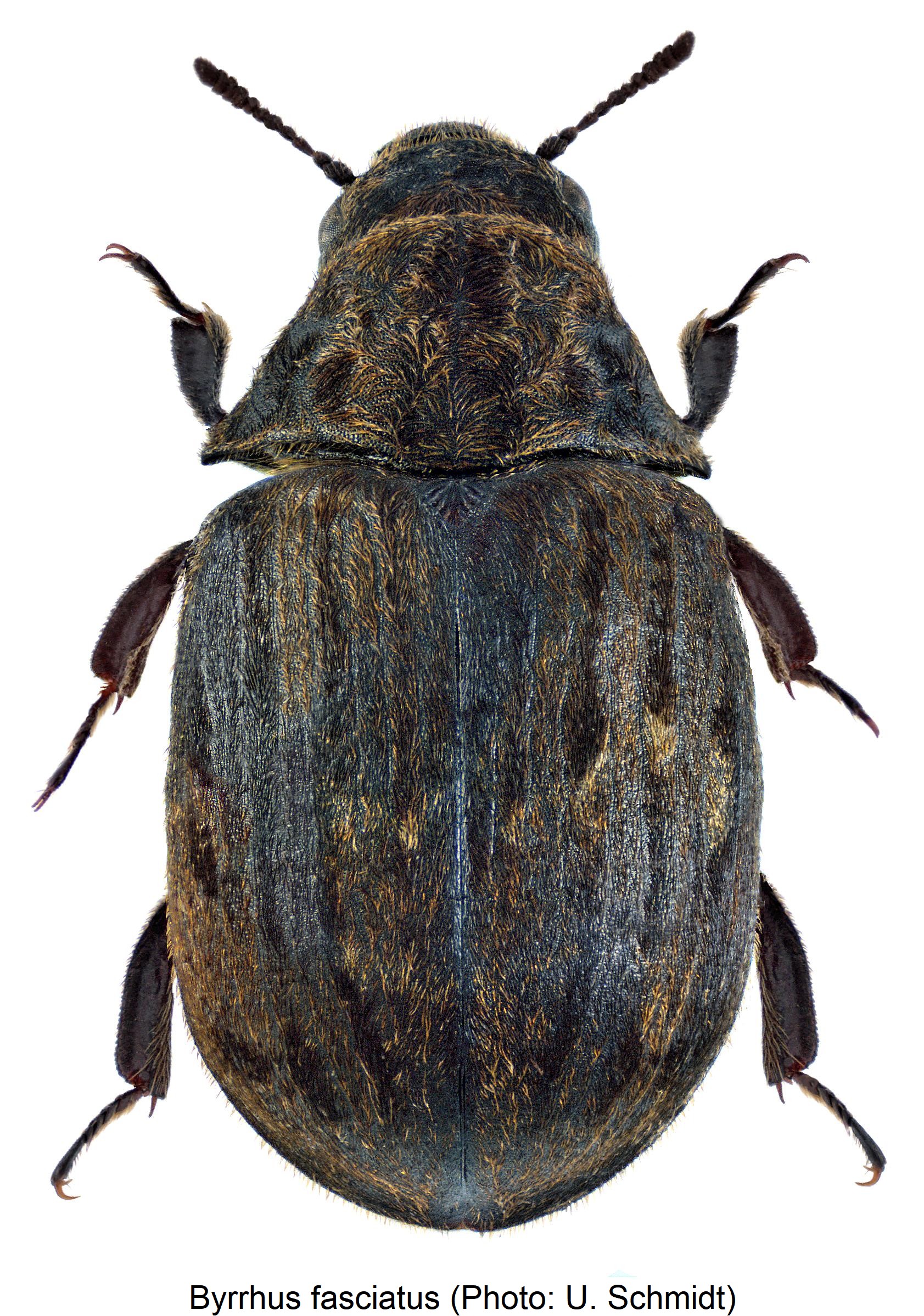 byrrhus_fasciatus_hab.jpg