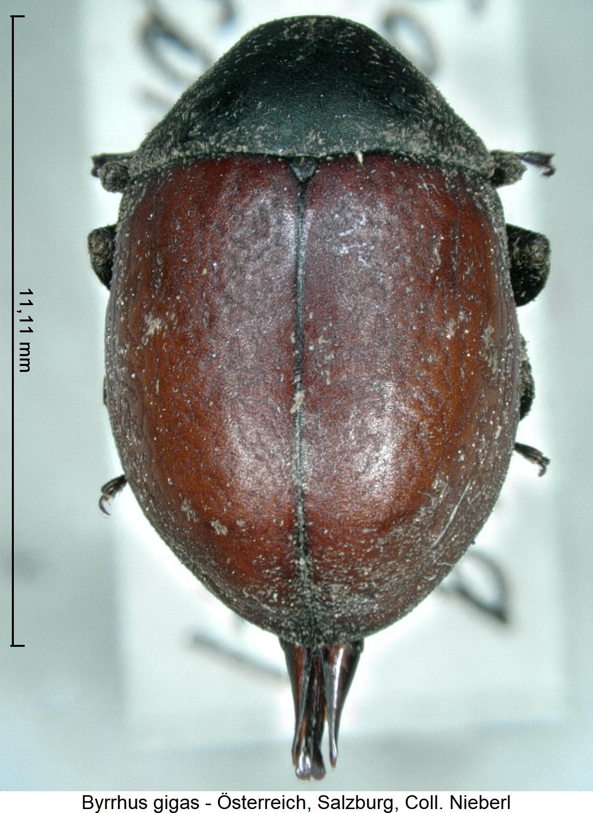 byrrhus_gigas_hab.jpg