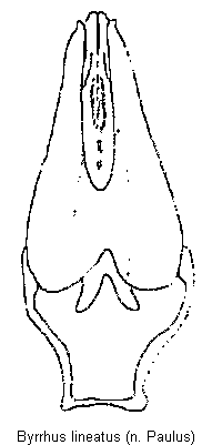 byrrhus_lineatus.gif