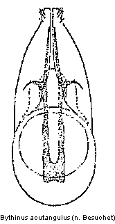 bythinus_acutangulus.gif