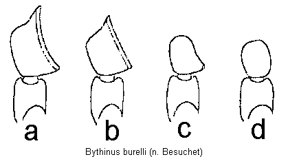bythinus_burelli_f.gif