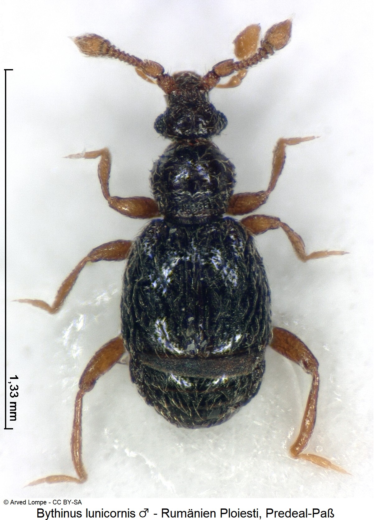 bythinus_lunicornis_m_hab.jpg