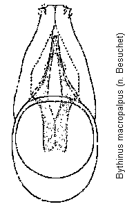 bythinus_macropalpus.gif