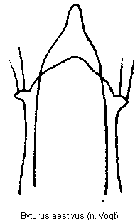 byturus_ochraceus.gif