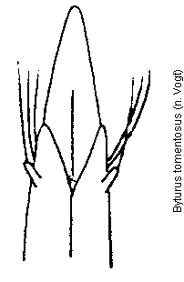 byturus_tomentosus.gif