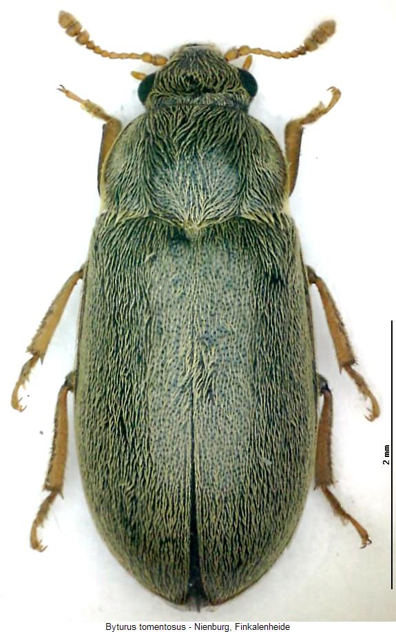 byturus_tomentosus_hab.jpg