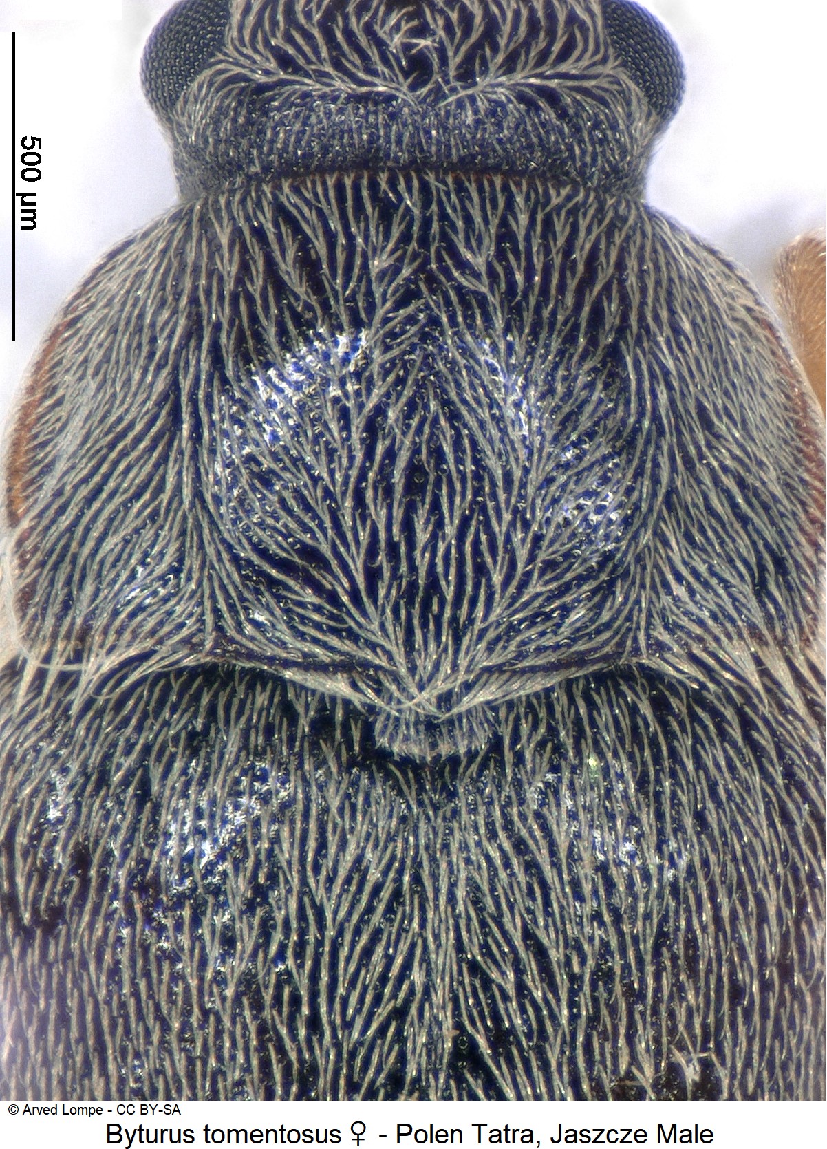 byturus_tomentosus_w_ck33187347_vk.jpg