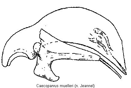 caecoparvus_muelleri.gif