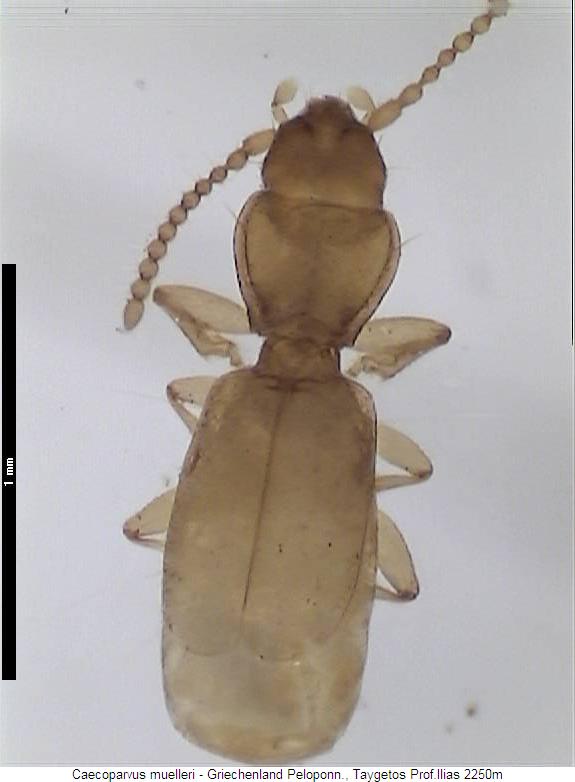 caecoparvus_muelleri_hab.jpg