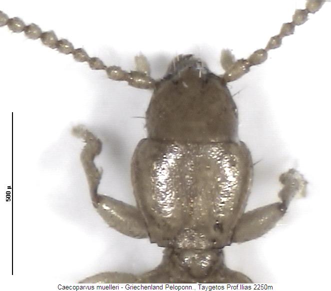 caecoparvus_muelleri_vk.jpg