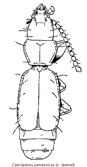 caecoparvus_parnassicus.gif