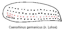 caenorhinus_germanicus_fld.gif