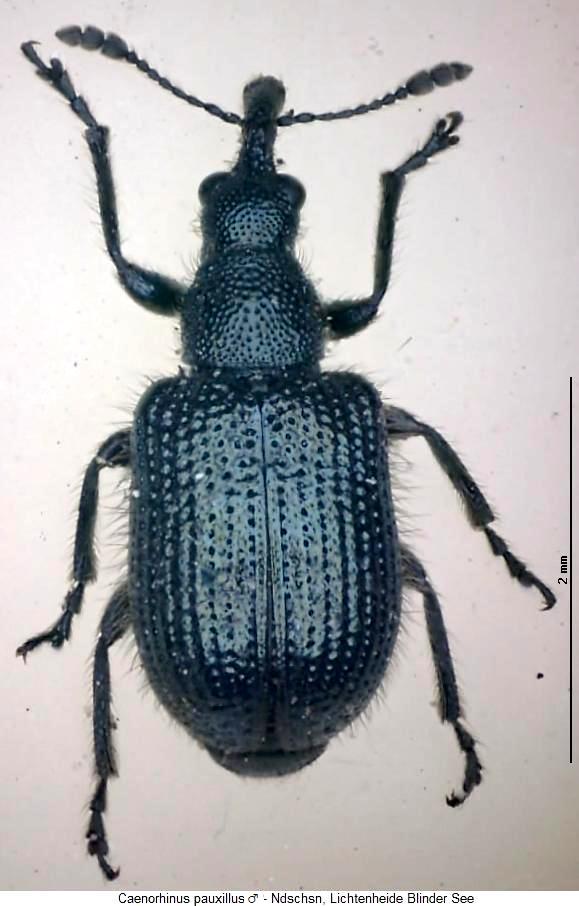 caenorhinus_pauxillus_hab.jpg