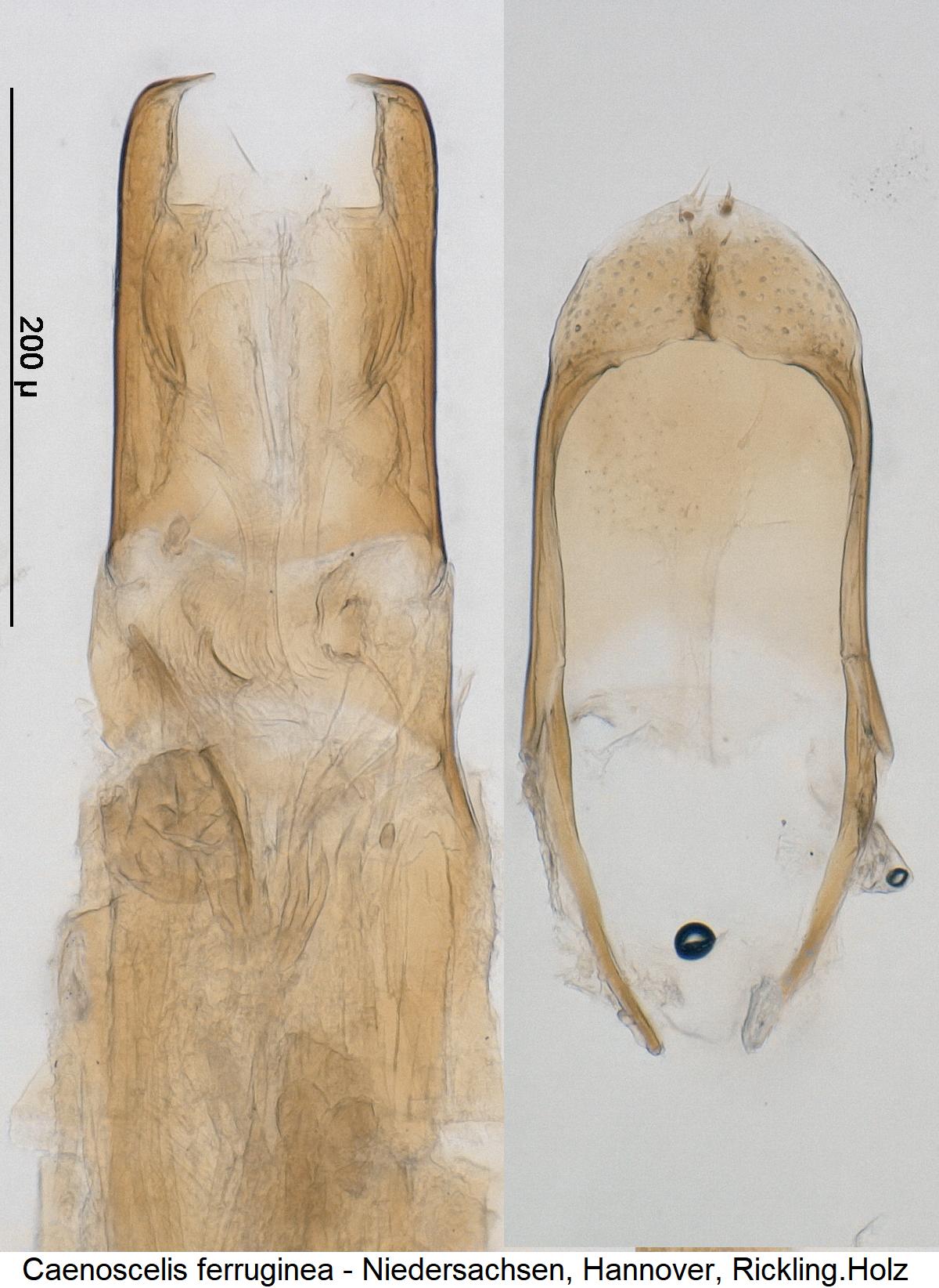 caenoscelis_ferruginea0.jpg
