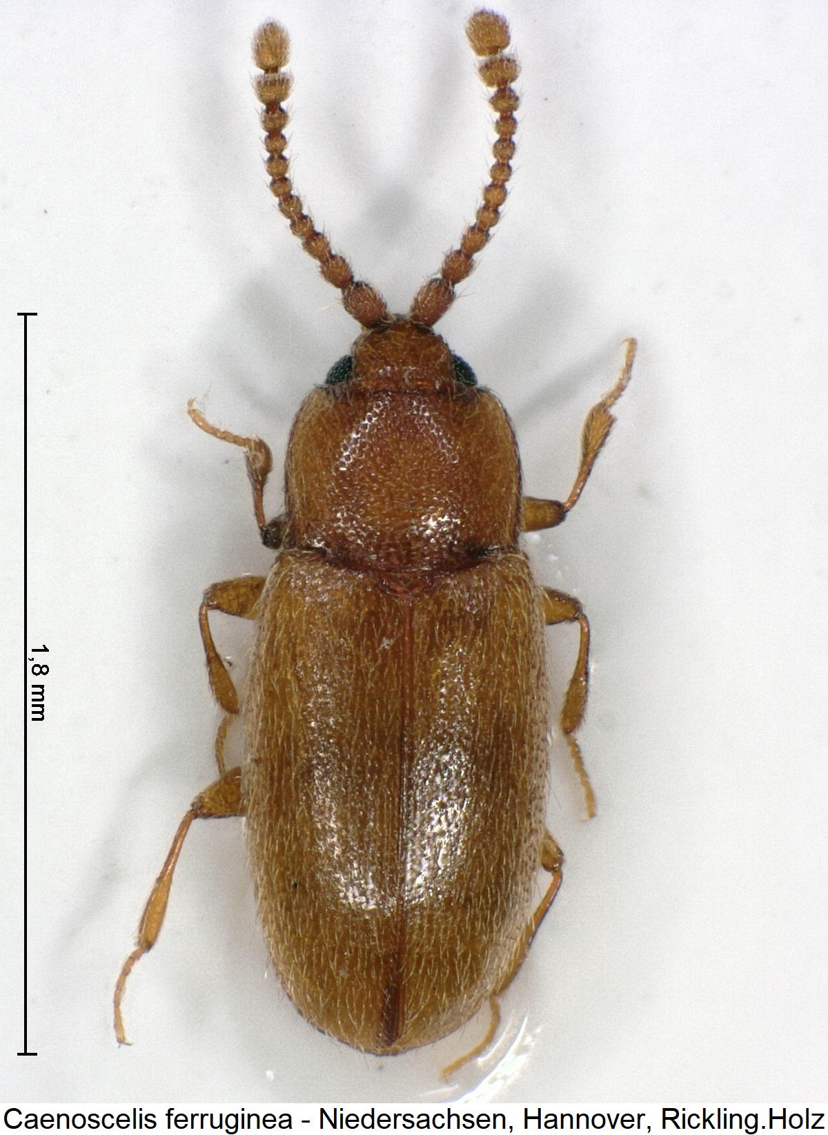 caenoscelis_ferruginea_hab.jpg