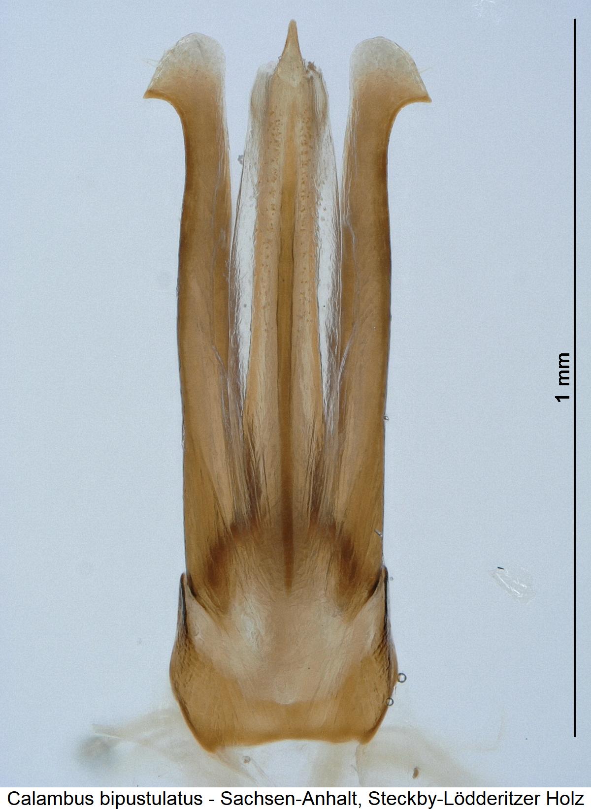 calambus_bipustulatus.jpg