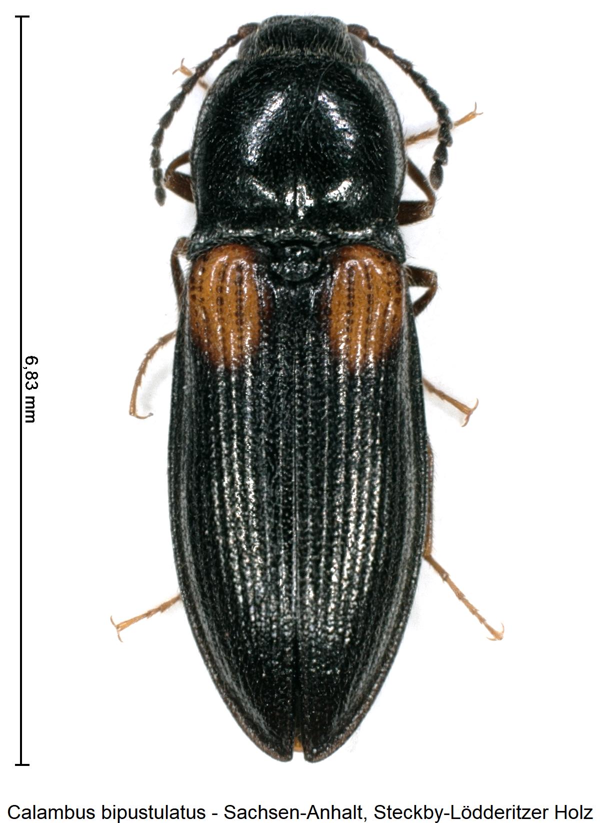 calambus_bipustulatus_hab.jpg
