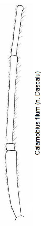 calamobius_filum_fuehler.jpg