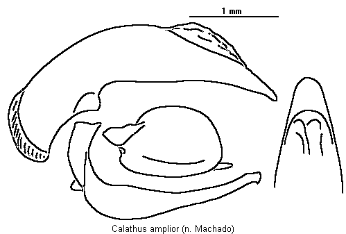 calathus_amplior.gif