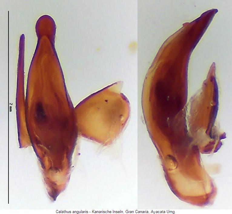 calathus_angularis2.jpg