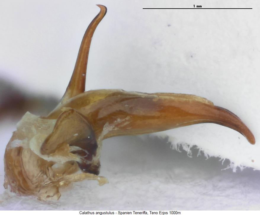 calathus_angustulus.jpg