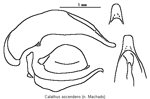 calathus_ascendens.gif