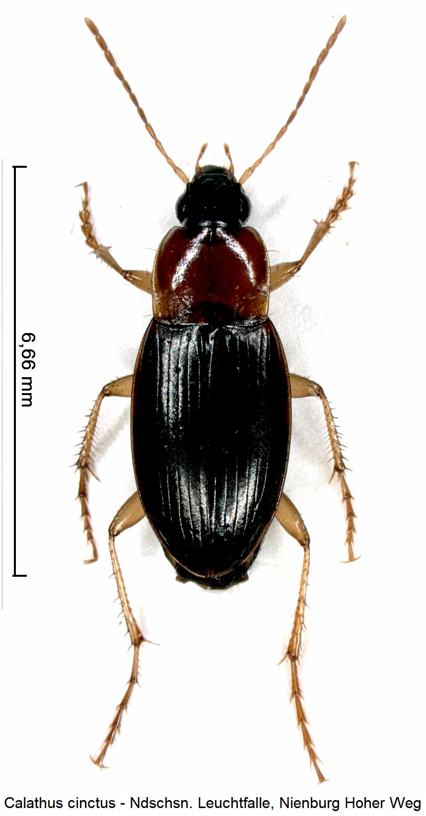 calathus_cinctus_hab.jpg