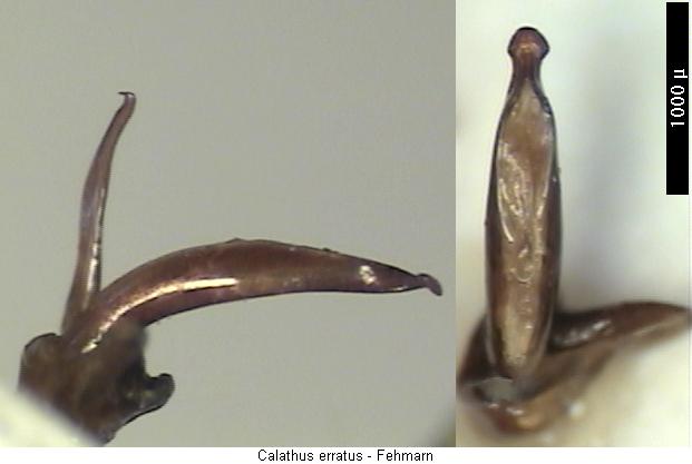 calathus_erratus.jpg