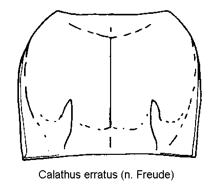 calathus_erratus_hsch.gif