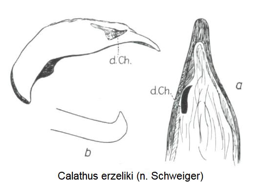 calathus_erzeliki.jpg