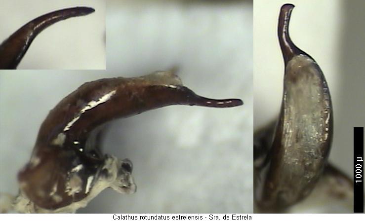 calathus_estrelensis.jpg