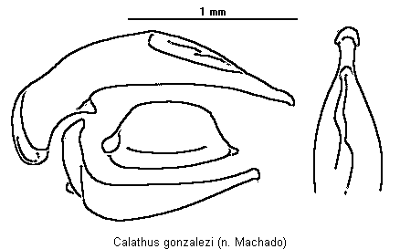 calathus_gonzalezi.gif