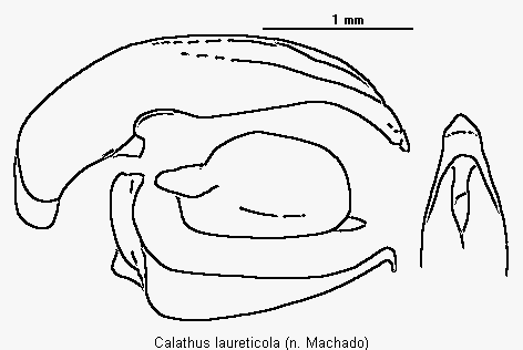calathus_laureticola.gif