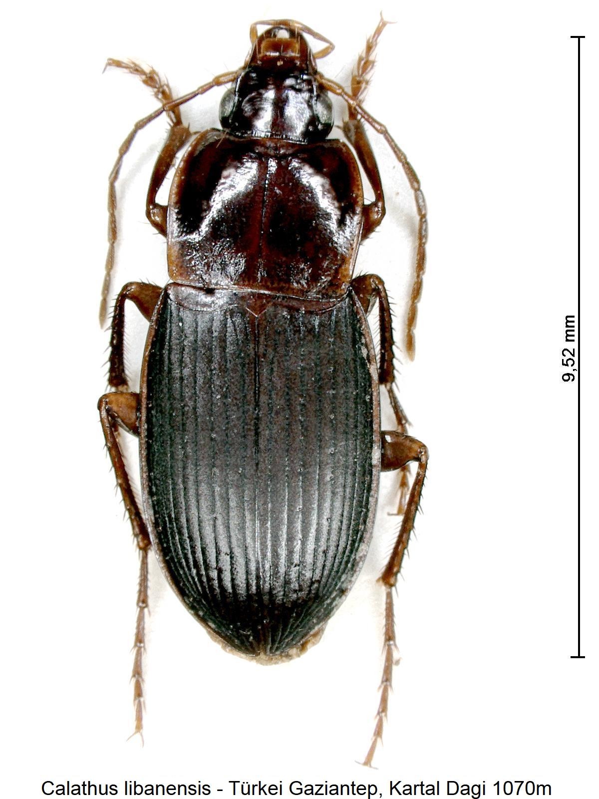 calathus_libanensis_hab.jpg