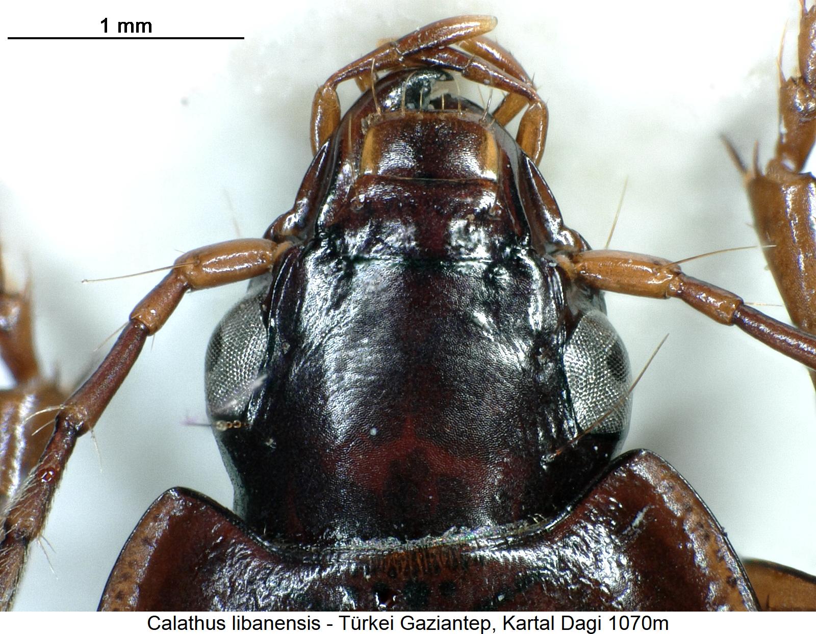 calathus_libanensis_k.jpg