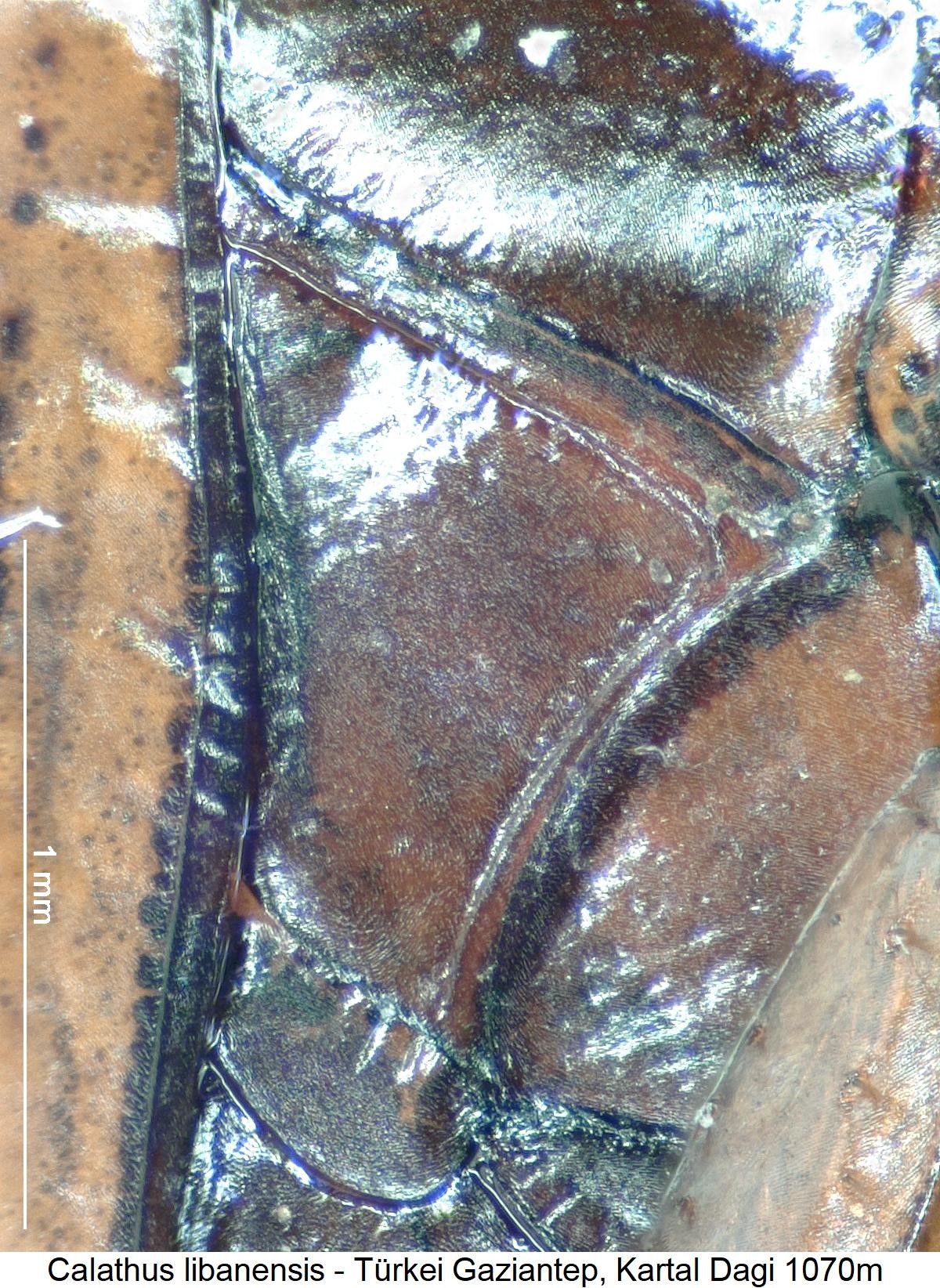 calathus_libanensis_mbr.jpg