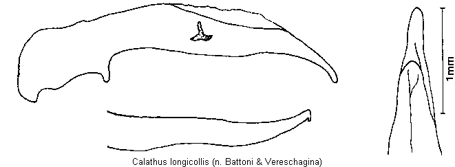 calathus_longicollis.gif