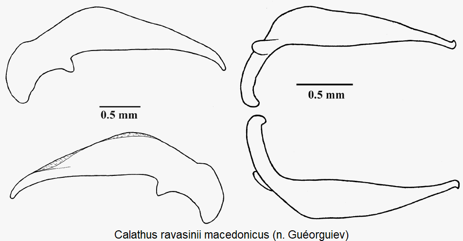calathus_macedonicus.gif