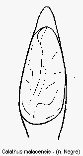 calathus_malacensis.gif