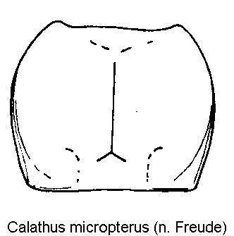 calathus_micropterus_hsch.gif