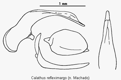 calathus_refleximargo.gif