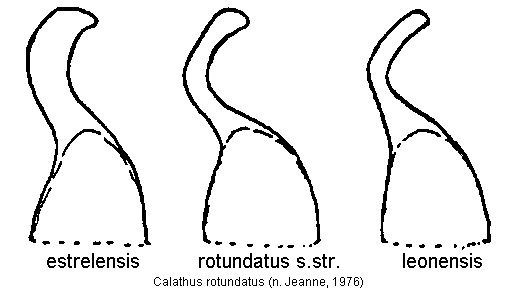 calathus_rotundatus.gif