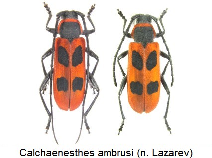 calchaenesthes_ambrusi_hab.jpg