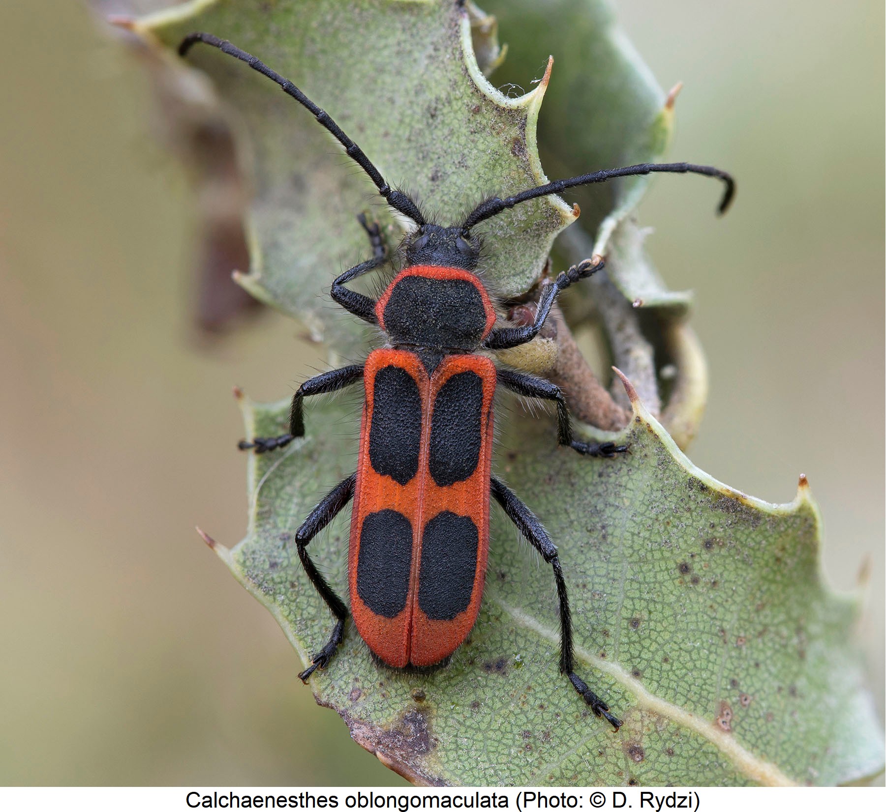 calchaenesthes_oblongomaculata_hab.jpg