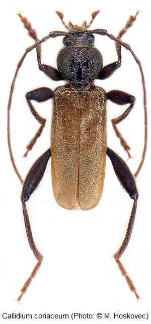 callidium_coriaceum_hab.jpg