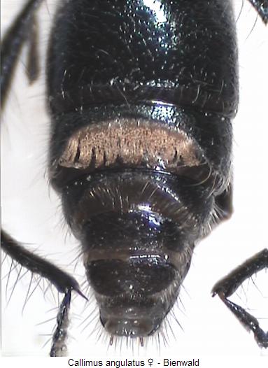 callimus_angulatus_us.jpg