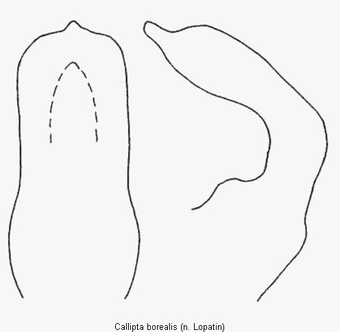 callipta_borealis.gif